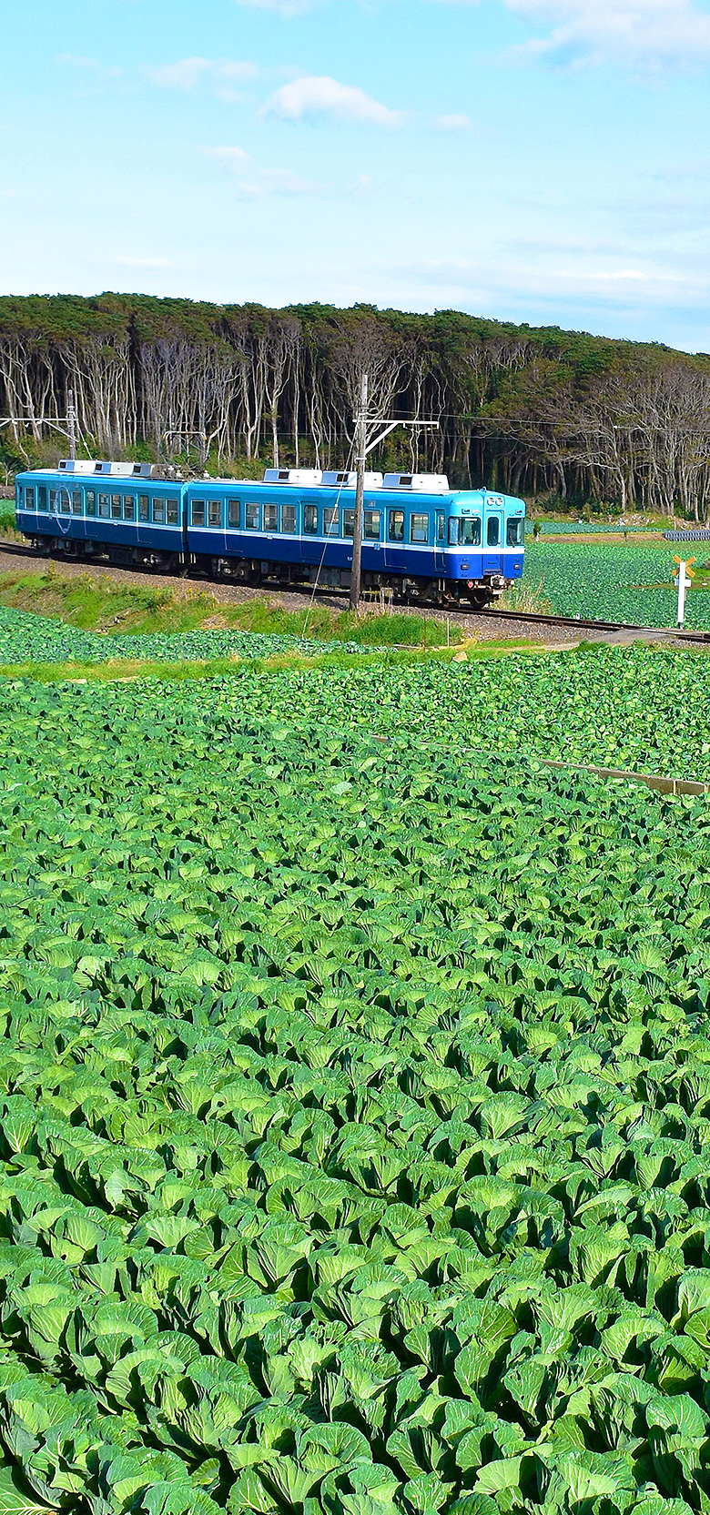 キャベツ畑を走る電車